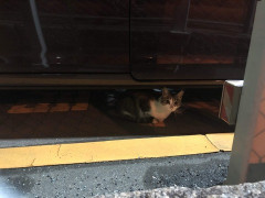 数年間片思いしてた人に一年くらい前に彼女ができた。きっと素敵な人なんだろうと思って涙を呑んできたけど、デート中の二人を見たら彼女がマジでデブスだった。なんか辛い。