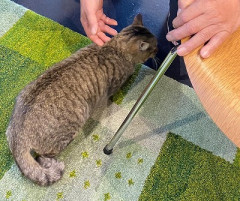 【緊急】迷い猫、見つけたら30万円の謝礼金wwww