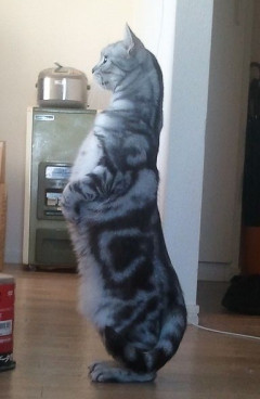 姿勢がよくなった猫。【再】