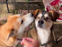 おやつを出されても隣の犬に鼻を寄せる茶色い犬、先に食べたのは目の見えない友達【海外の反応】