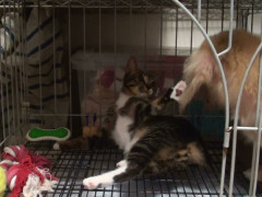 犬のケージ占拠。犬困惑気味。【再】