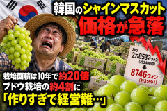 韓国ブドウ農家、日本から盗んだシャインマスカットを作りすぎて大暴落して逝く