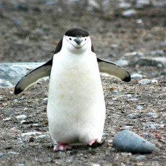 【悲報】ハッタショ「ペンギンが左向かなくてイライラする！！！」wwwwwwww