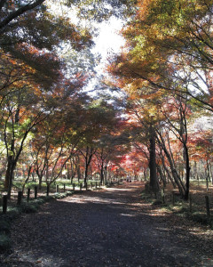 【画像】カメラを持って紅葉の散策路を歩いた結果、写真がいい雰囲気すぎるｗｗｗ