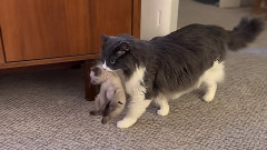 こっちの方が楽しいぞ！預かった子猫を口にくわえて持ち運ぶ、保育士スキルの高いオス猫