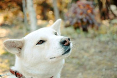 うちの紀州犬は狩りが得意だ。でも狩ってくる獲物はいつも小物ばかりだった。　俺 「たまには大物獲ってこいｗ」犬「…」 なんと犬はその日は帰って来なかった　→　翌日….,,