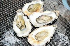 【悲報】広島、牡蠣を特産品から撤退する方針。去年は9割、今年は8割が死滅