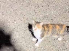 道を歩いていたら可愛い子が近づいてきた。ずっとついてくる → しつこい逆ナンはこちらです…