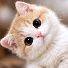猫が好きな人あるある