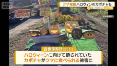 クマがハロウィンのカボチャ食べる　北海道枝幸町の保育所　付近の小学校にも現れる