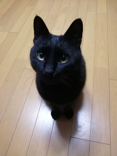 彼女の部屋で同棲を始めたんだけど、１週間でドン引きして別れた。なぜかというと、彼女が俺にゴミを食わせたから。大根の葉っぱとか人参の葉っぱとか。普通そんなの客に出すか？