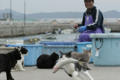 お魚くわえたノラ猫♪【再】