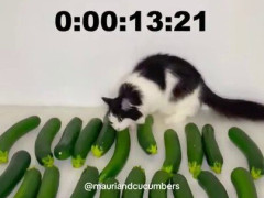 ズッキーニの列から13秒でキュウリを探し当てた猫、そのままかじりつく「パリパリのヘビうまっ」【海外の反応】