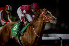 【競馬】シンエンペラーが電撃引退　アロースタッドで種牡馬入り
