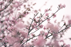 私のサイフが誰かに盗まれた　→　不良「お前の財布、カネ入ってねーじゃんｗ」私「…と（不良）が言ってました」先生「本人に聞いても盗んでないと言っている」私「！？」　→　しかし、この不良がﾀﾋんだ。そして私は復讐を実行したが….,,