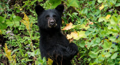 ヒグマたちに「自撮り写真」が大流行、「チンパンジーより賢く独自の文明を持つ恐れがある」と発表