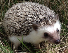 【動画】ハリネズミさんのセックス、挿入が命懸けwwwwwwww