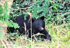 母クマサン、子供2人が檻に捕まりオロオロしていたら人間に殺される