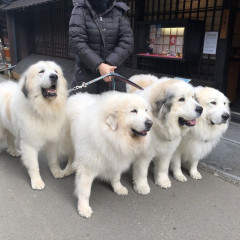 【画像】デカイッヌさんのお散歩、楽しそうｗｗｗｗ
