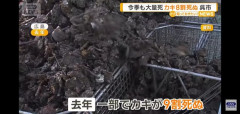 広島、牡蠣を特産品から撤退する方針。去年は9割、今年は8割が死滅