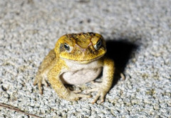 【衝撃】『ヒキガエルの毒』に含まれる成分、うつ病治療の”切り札”になる可能性