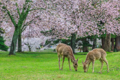 奈良県ってお土産微妙すぎないか？