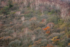【画像】いい天気だから紅葉見たくておでかけしたった