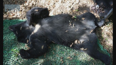 【神奈川・秦野】放したクマを再び捕獲　今回は駆除