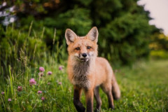 私は3人兄弟の末っ子。でも実は母とフリン相手の子供だ。 父「会いたい時にいつでも会いにいっていい」と母と本当の父の連絡先を渡されたが….,,