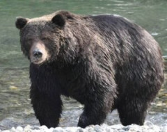 【衝撃】野生の熊に1ヶ月監禁された男が奇跡の生還【→動画像】