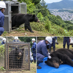 放したクマを再び捕獲 今回は駆除 神奈川・秦野   #（・(ｪ)・） |  最初から駆除しろよ